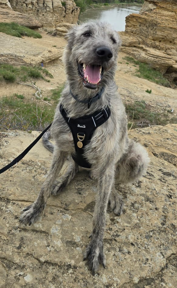 Mac Tíre the Irish Wolfhound